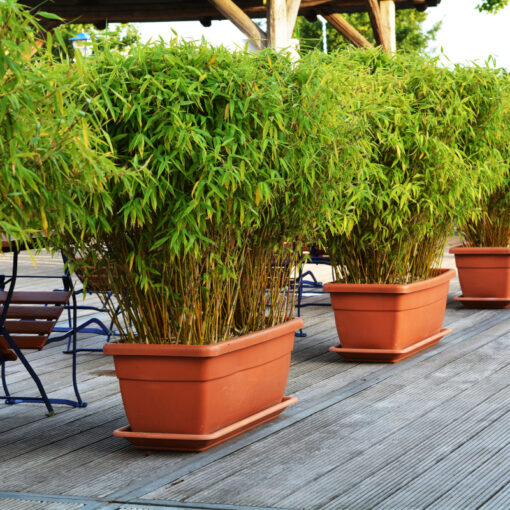 Bambusy jako naturalna osłona w ogródku kawiarni i restauracji