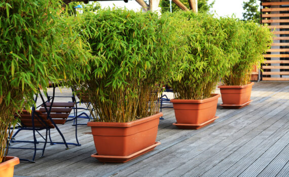 Bambusy jako naturalna osłona w ogródku kawiarni i restauracji